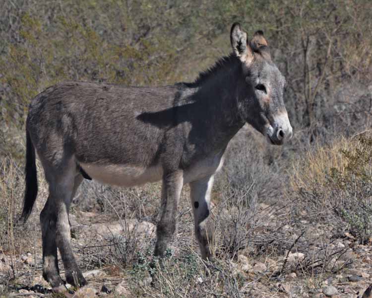 donkey run